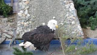 Vega, preening her feathers  at the American Bald Eagle Foundation