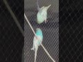 They are fighting always like an enemy|#birdswords007 #nature #wildlife #cute #viral #bird #beauty
