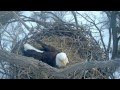 Alcoa 1st egg laid 2015 02 13  515pm cst bald eagle nest davenport ia