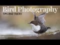 TIPS AND TRICKS | Bird photography - techniques