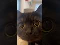 きゅるるん!… Black Cat Watching