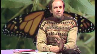 Moths and Butterflies