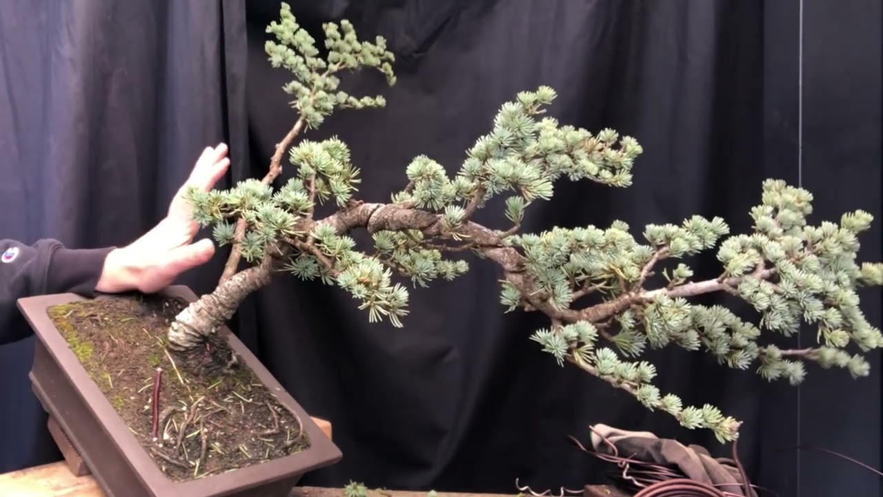 Blue Cedar becomes a beautiful cascading bonsai