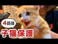 またまた子猫を保護！先住猫たちの反応に超感動