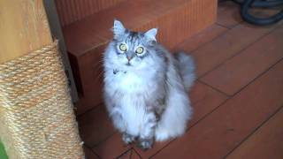 Kitty Please - World's Most Polite Cat?