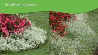 Surefire® Begonia | All-Season Color for Sun or Shade by Proven Winners®