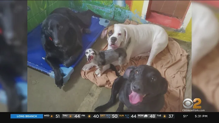 4 Dogs Need New Home After Owners Die From Coronavirus
