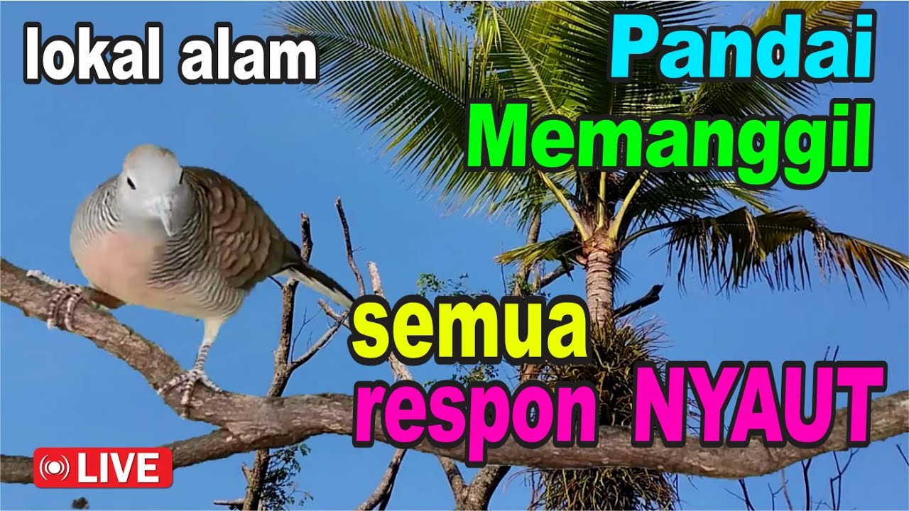 Perkutut Lokal Gacor alam liar sangat manjur buat masteran