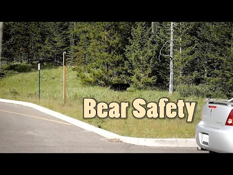What To Do if a Grizzly or Black Bear Attacks| Journey Alberta