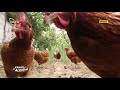 Tavuk Ne zaman Yumurtaya Girer ? - Kanatlı Alemi / Çiftçi TV