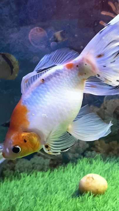 Aquarium Fish 🐠 #fish #aquarium #shorts