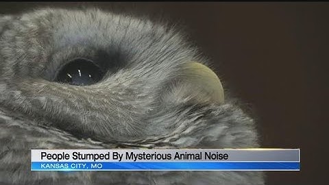 People stumped by mysterious animal noise caught on camera
