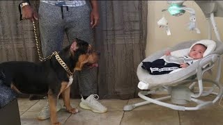 Pitbull meets baby for the first time by Ultra Class Family 2,042 views 7 months ago 11 minutes, 33 seconds