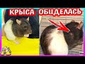 Как мы сразу не заметили! / Неудачное знакомство крыс / Алиса Изи Петс / Alisa Easy Pets