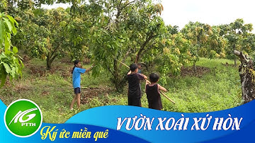 Vườn xoài xứ Hòn | THKG