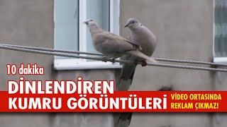 KUMRU KUŞU ÖTÜŞÜ | KUMRU KUŞLARI SESİ | KUMRU SESİ | Streptopelia Decaocto Sound