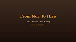From Nuc to Hive (#2 in Nuc Series)