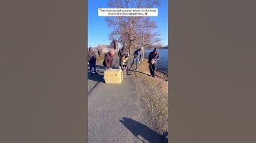 De man redde een zwaan die vastzat in de boom en toen gebeurde dit