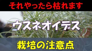 [枯れる原因は〇〇かも！？] 人気のエアプランツ・ウスネオイデスの育て方！[簡単に実践できるチランジアの育て方②]