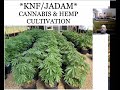 Combining knf  jadam for cannabis  hemp