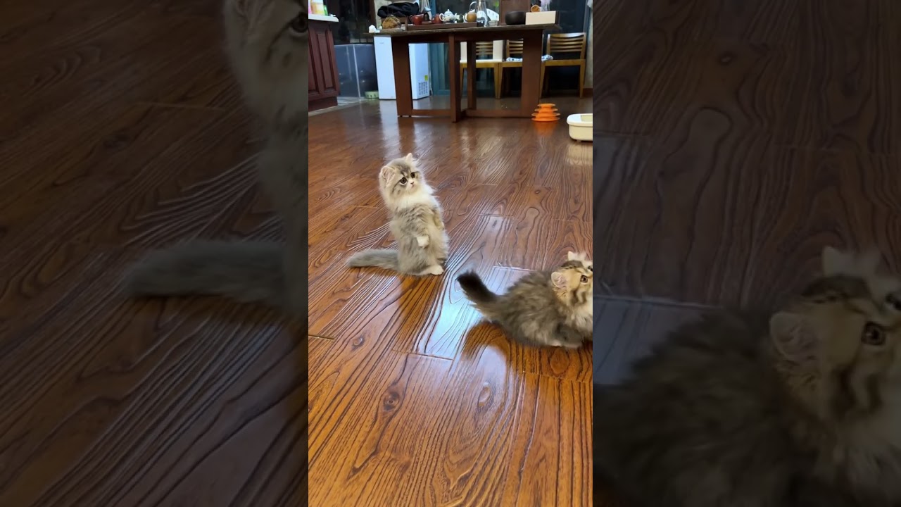 Pet Lovers - The Ultimate Pet Lovers Paradise!