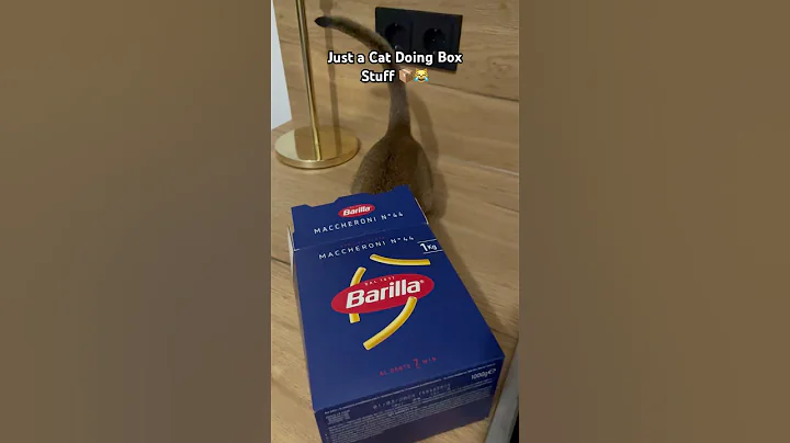 Watch the video about If I Fits, I Sits 😸 #abyssinian#cat#box#funny#cute#catshorts#catsofyoutube#fun#sweet#cats#Barilla