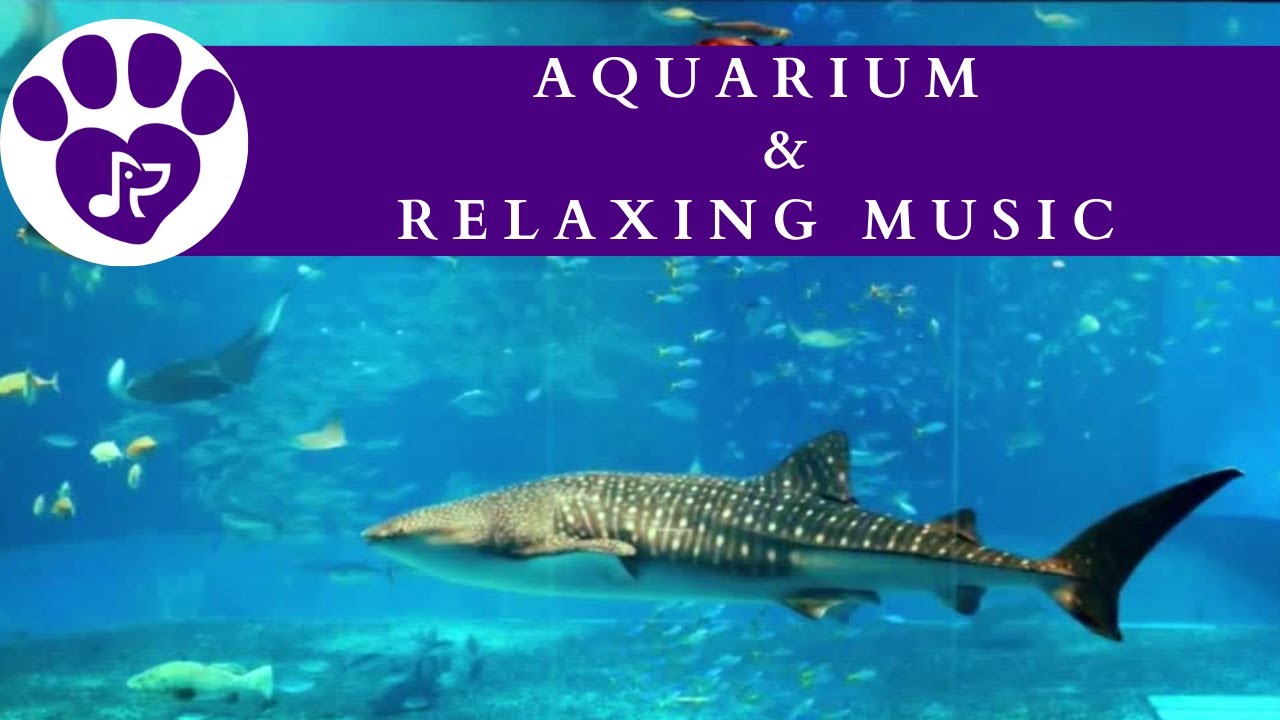 Easy “Hands-Off” Way to Relax Your Dog/Cat 🐠 8 Hours of Aquarium Visuals with Peaceful Pet Music