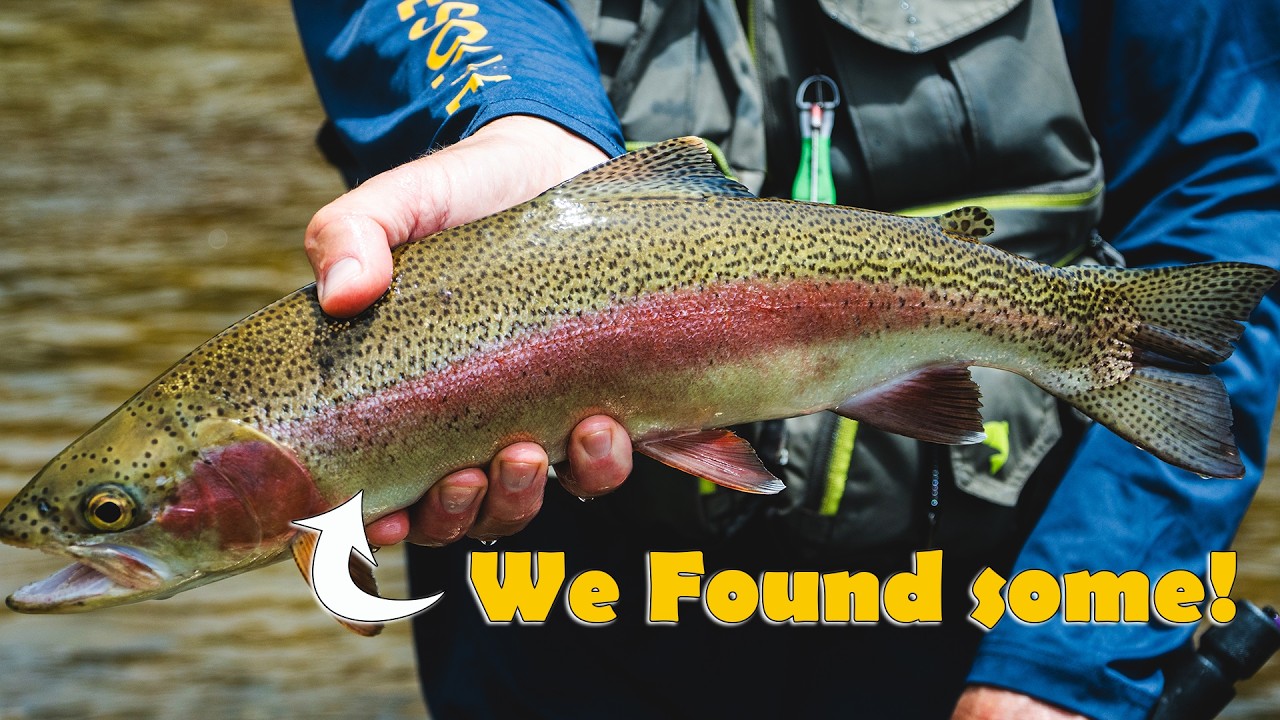 Bush Bashing to Hidden Trout Streams (North Island Fly Fishing)