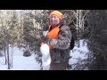 Hunting Snowshoe Hare With Pine Grove Lodge Hunting Snowshoe Hare With Pine Grove Lodge