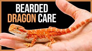 Bearded Dragon Care Guide For Beginners