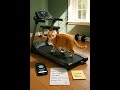 Day 237 - Easy 3 mile treadmill / ゆっくり3マイル 🐾#PumpkinLog #CatShorts