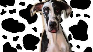 Download Lagu Doja Cat - Moo (Willow Remix) MP3