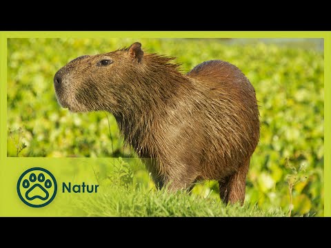 Natürliche Verführer | Wildes Überleben 4/10 | Go Wild
