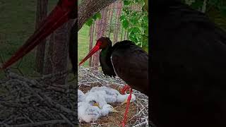 cicogna nera al nido (Black stork Online Bolewice)