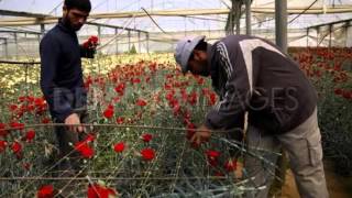 Picture Combination Of Beautiful And Lovely Flowers | Carnation Flower Garden