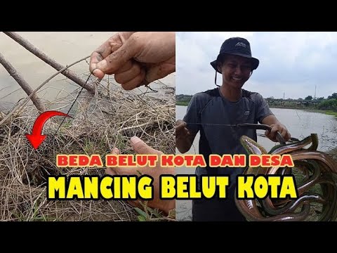 Bedanya mancing belut tengah Kota❗
