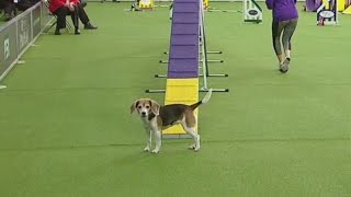Watch Westminster Dog Show Contestant Get Distracted During Agility Competition