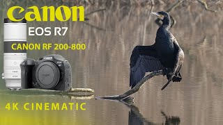 CANON R7 RF 200-800 4K CINEMATIC
