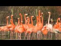 SLIMBRIDGE Wetland Centre