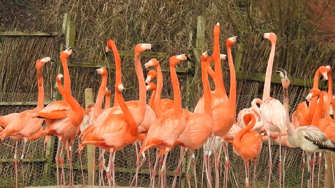 SLIMBRIDGE Wetland Centre