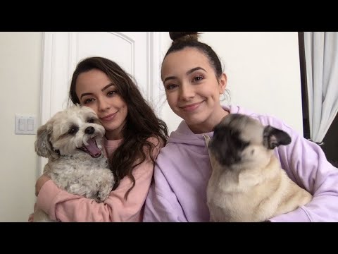 puppy sitting