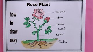 How To Draw Parts Of A Rose Plantrose Plant Drawing