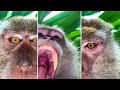 Monkey Swipes Phone and Takes Amazing Selfie Video