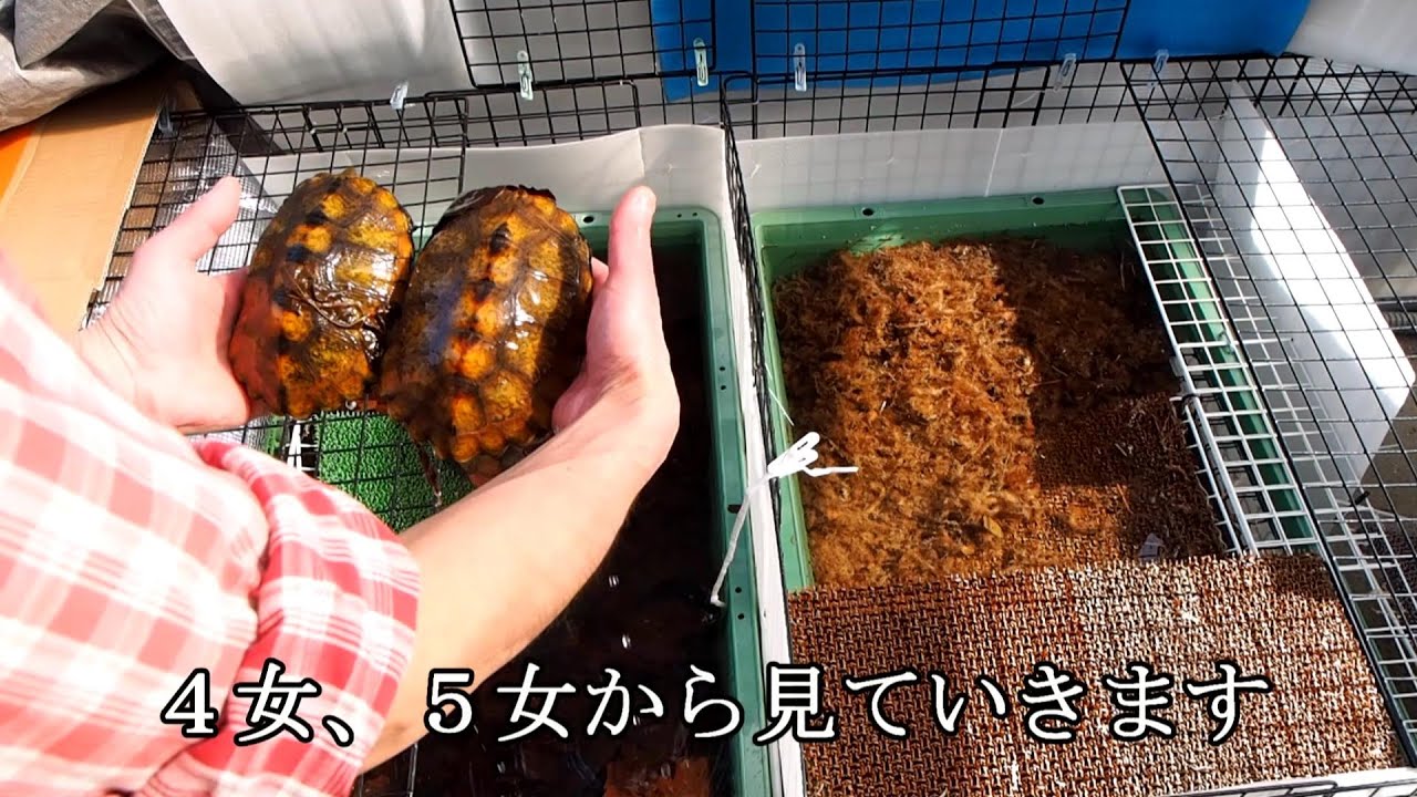 室内飼育と冬眠中のイシガメ達の様子