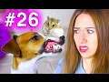 НОВЫЕ ПРАВИЛА СОБАКА vs ХОМЯК КОНКУРС #26 | Elli Di Pets