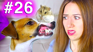 НОВЫЕ ПРАВИЛА СОБАКА vs ХОМЯК КОНКУРС #26 | Elli Di Pets НОВЫЕ ПРАВИЛА СОБАКА vs ХОМЯК КОНКУРС #26 | Elli Di Pets