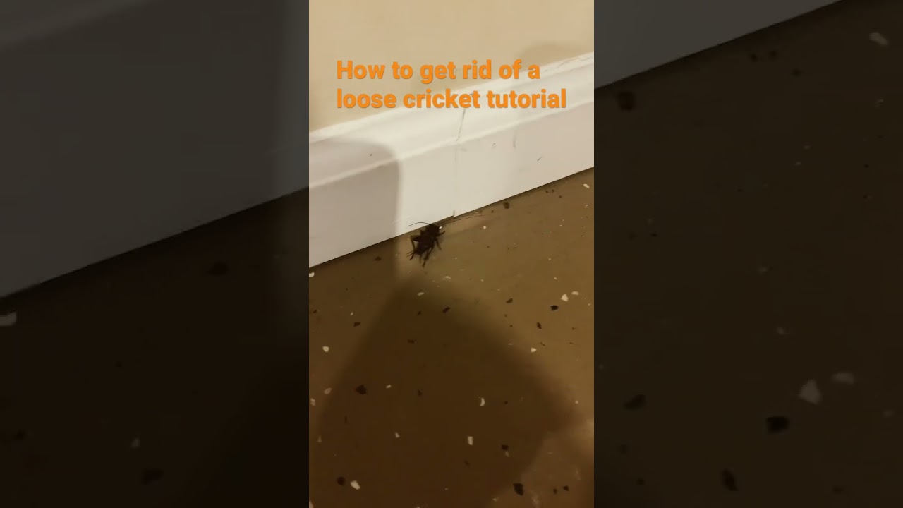 How to get rid of a loose cricket YouTube