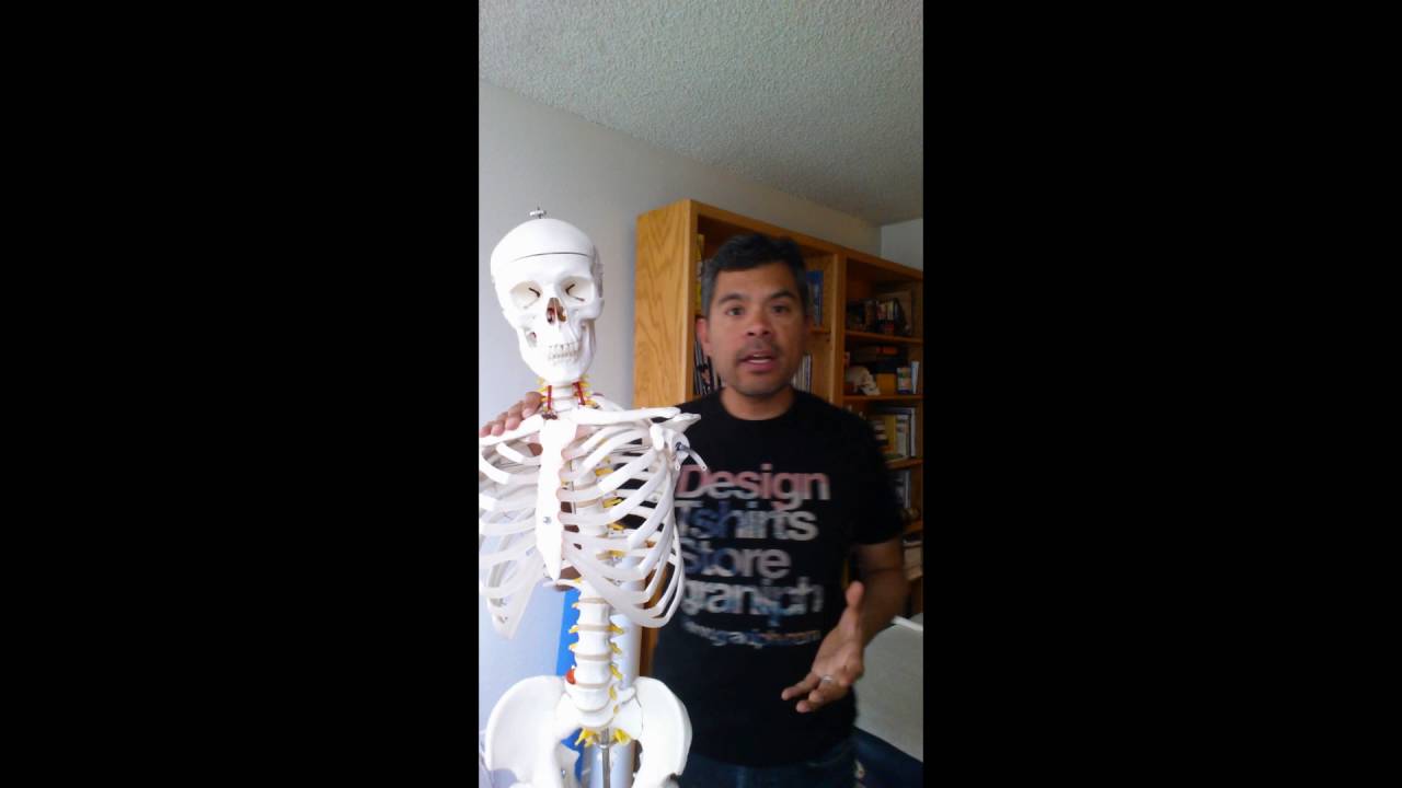 Lateral Rib Mechanics in Breathing - YouTube