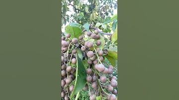 Cây thuốc Nhội công dụng hay #caynhoi #covenduongvlogs #caycomui #caybuttre #câythuốcquý #bonsai