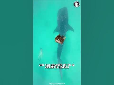 Shark - YouTube